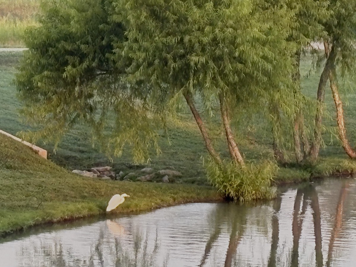 Great Egret - ML640412869