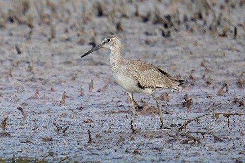Maine Rare Bird Alert: Spot Unique Species Today!