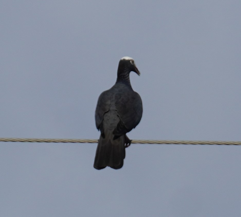 White-crowned Pigeon - ML640412953