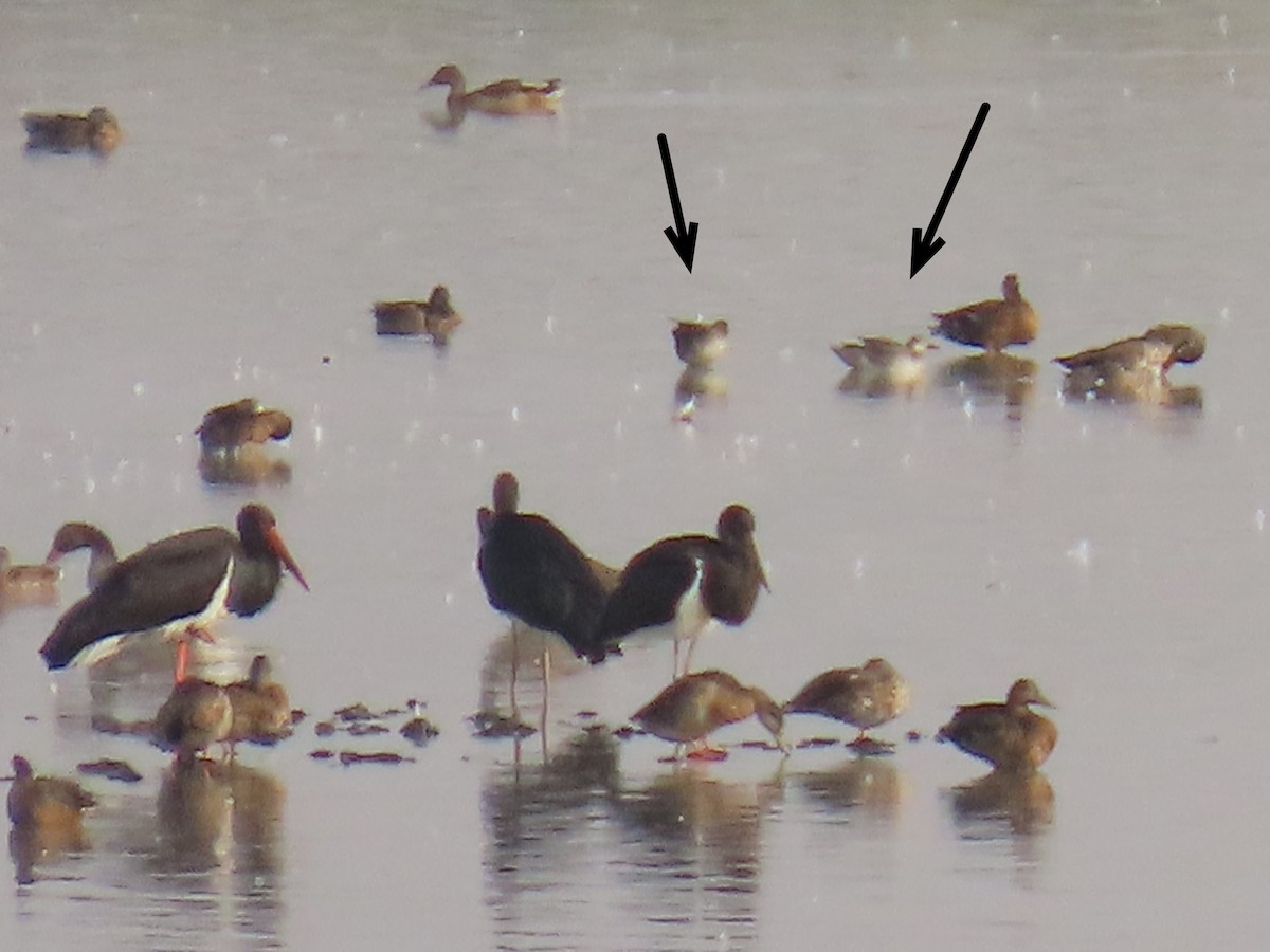 Garganey - ML640413055