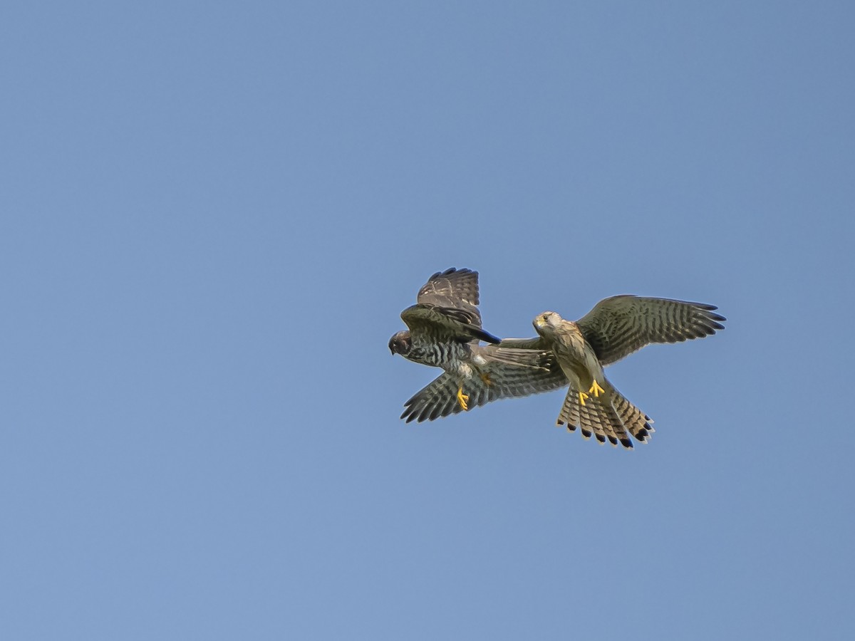 Levant Sparrowhawk - ML640413065