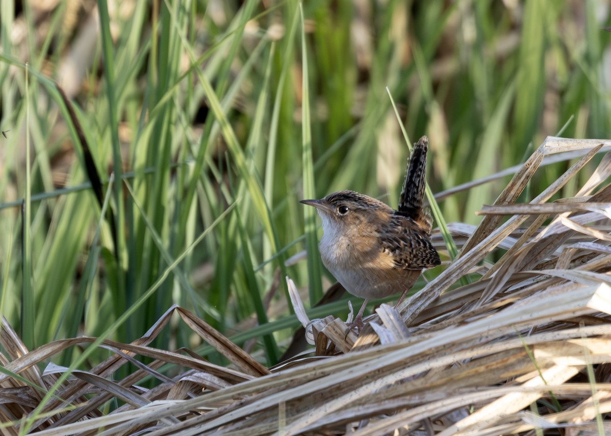 Sedge Wren - ML640413249