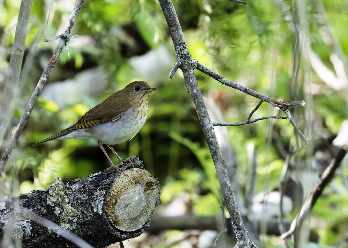 Veery - ML640413253