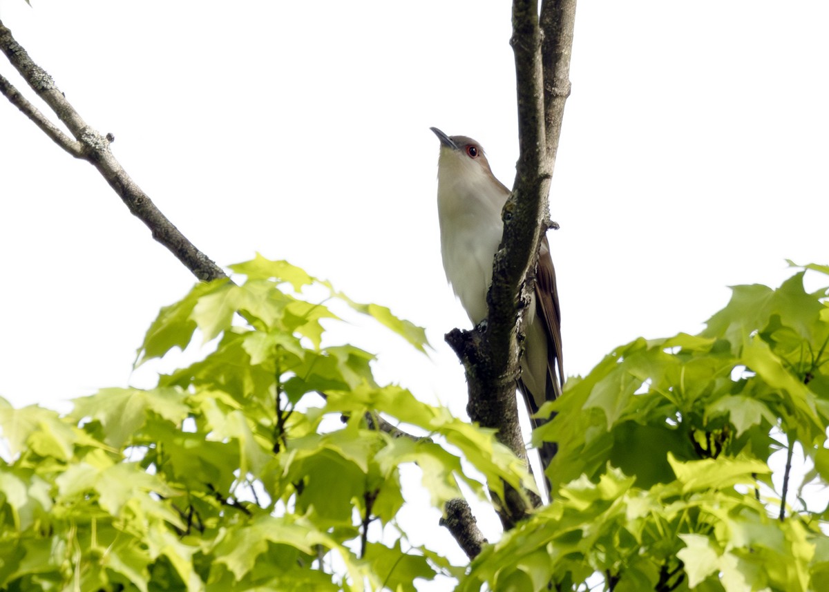 Black-billed Cuckoo - ML640413273