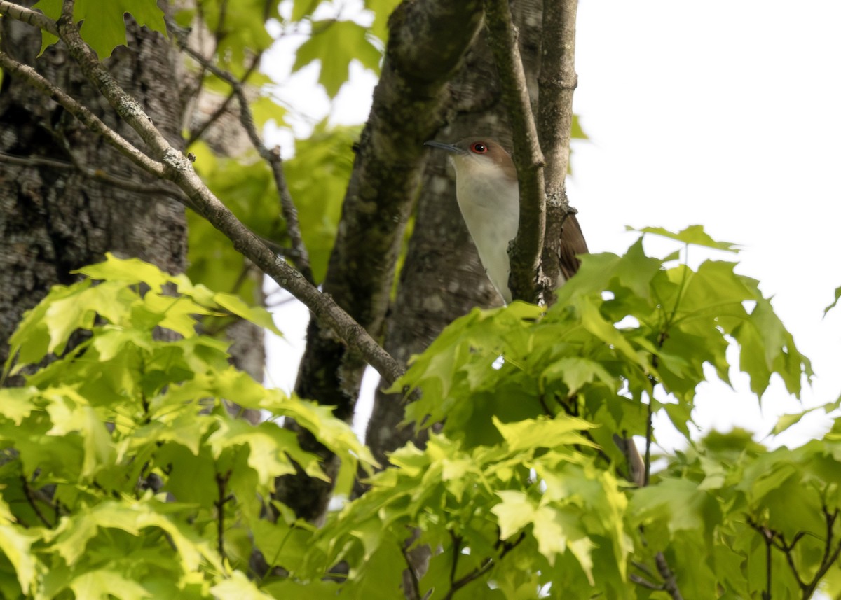 Black-billed Cuckoo - ML640413274