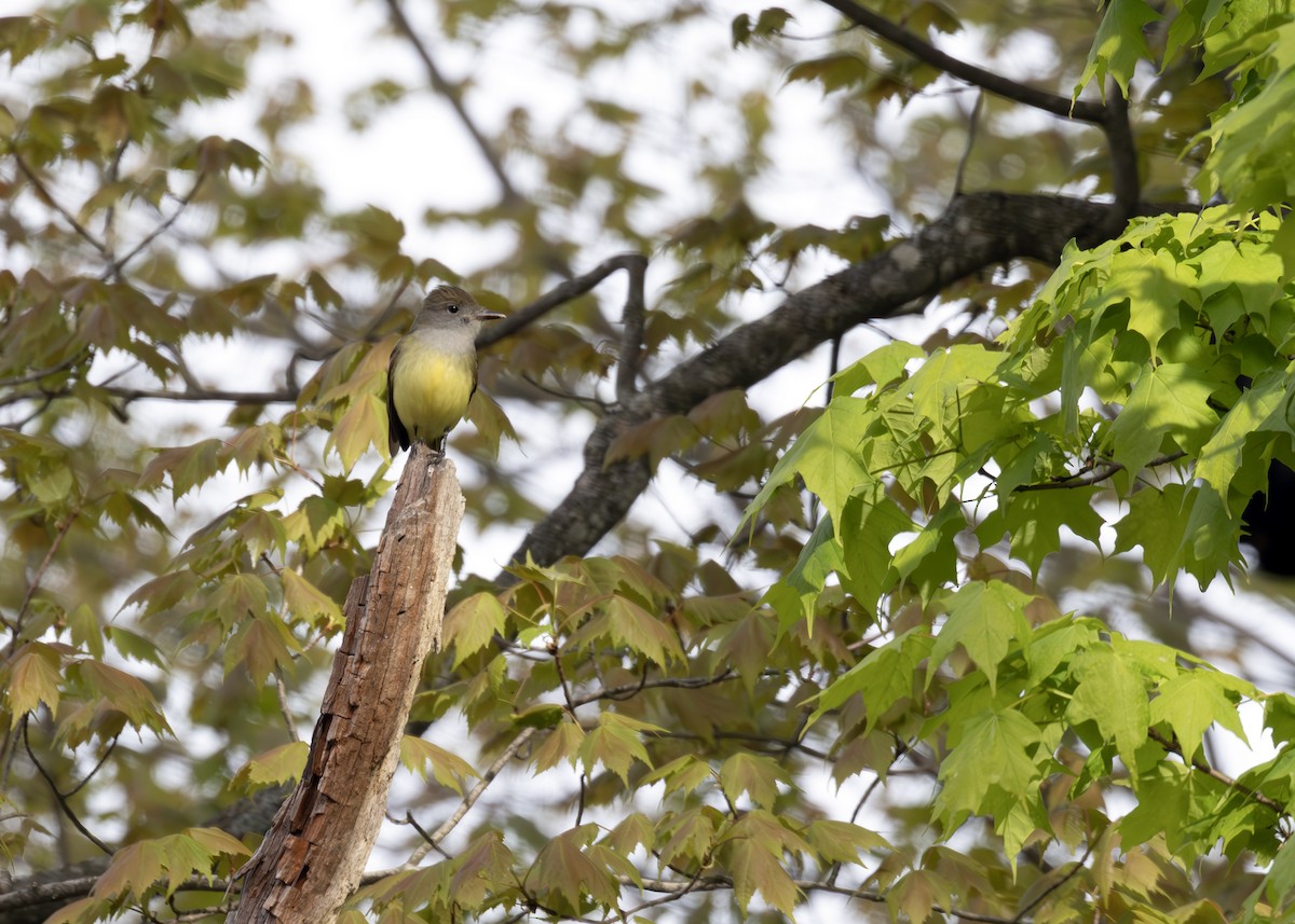 Great Crested Flycatcher - ML640413283