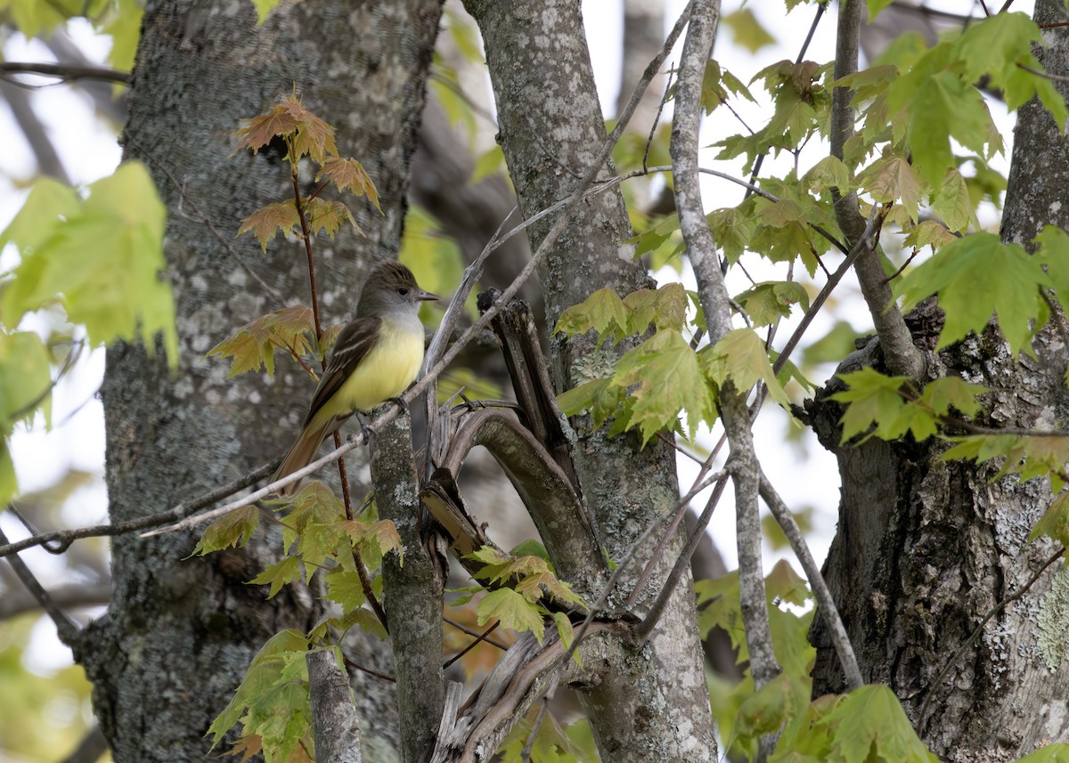 Great Crested Flycatcher - ML640413284