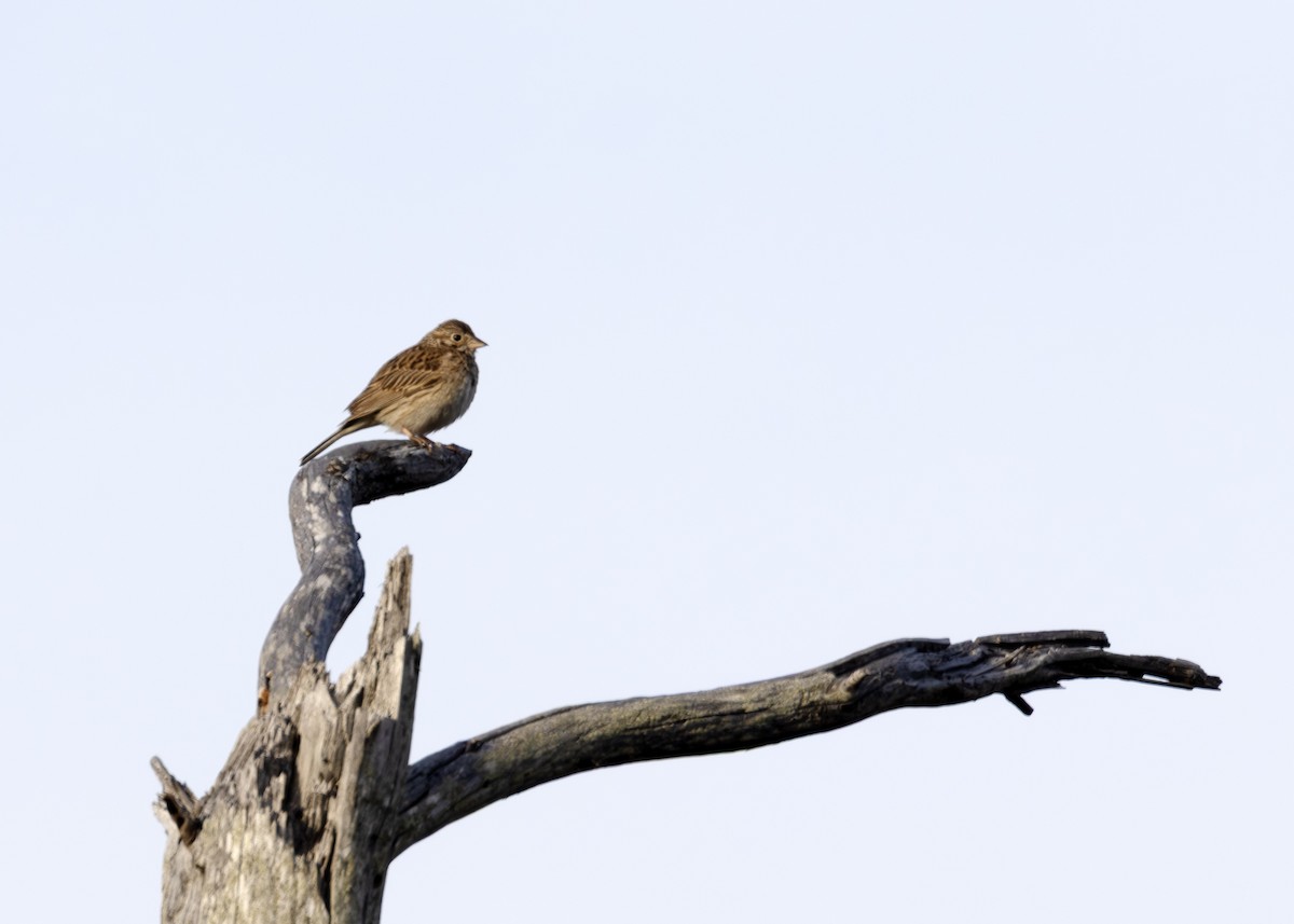 Vesper Sparrow - ML640413311