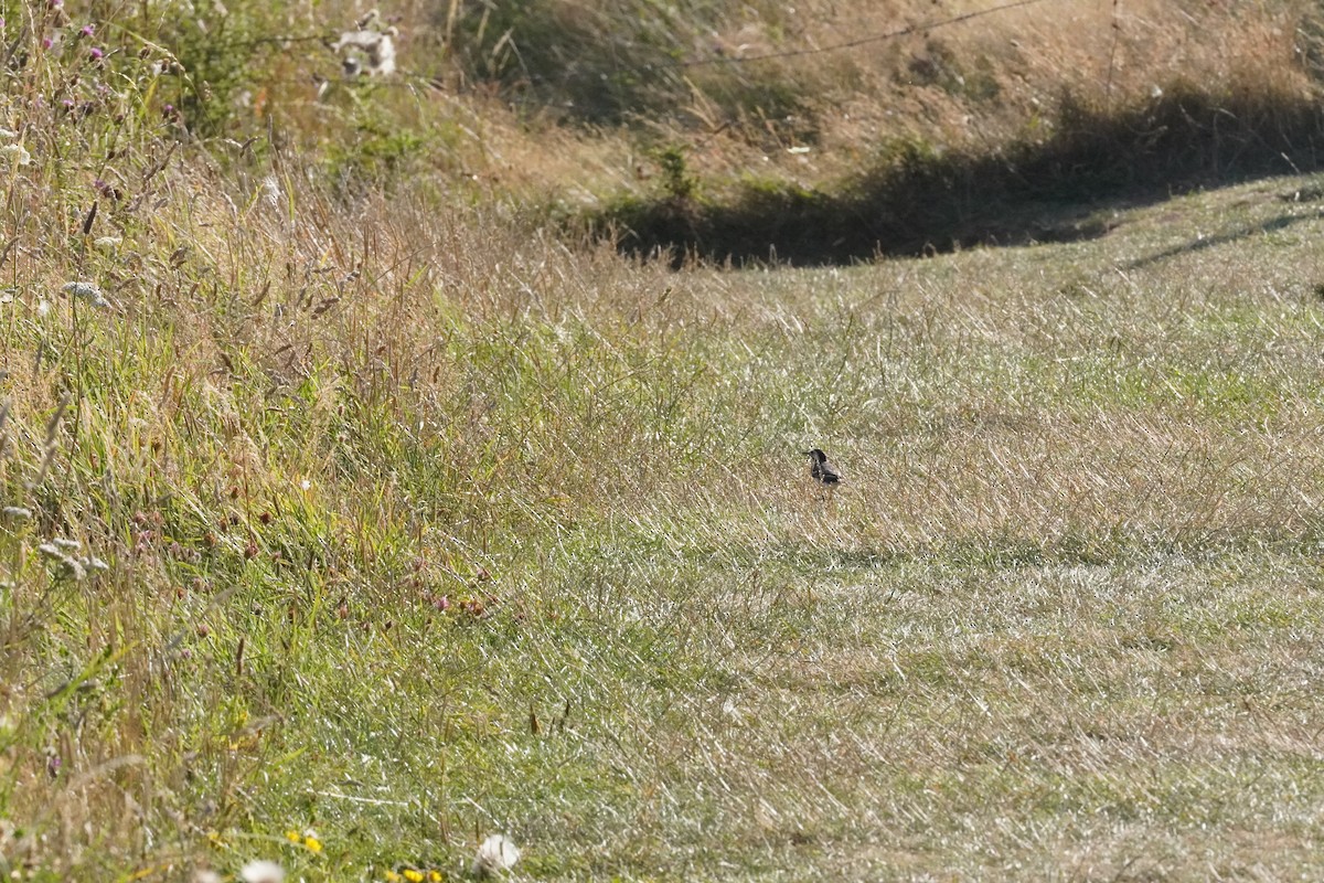 White Wagtail - ML640413314