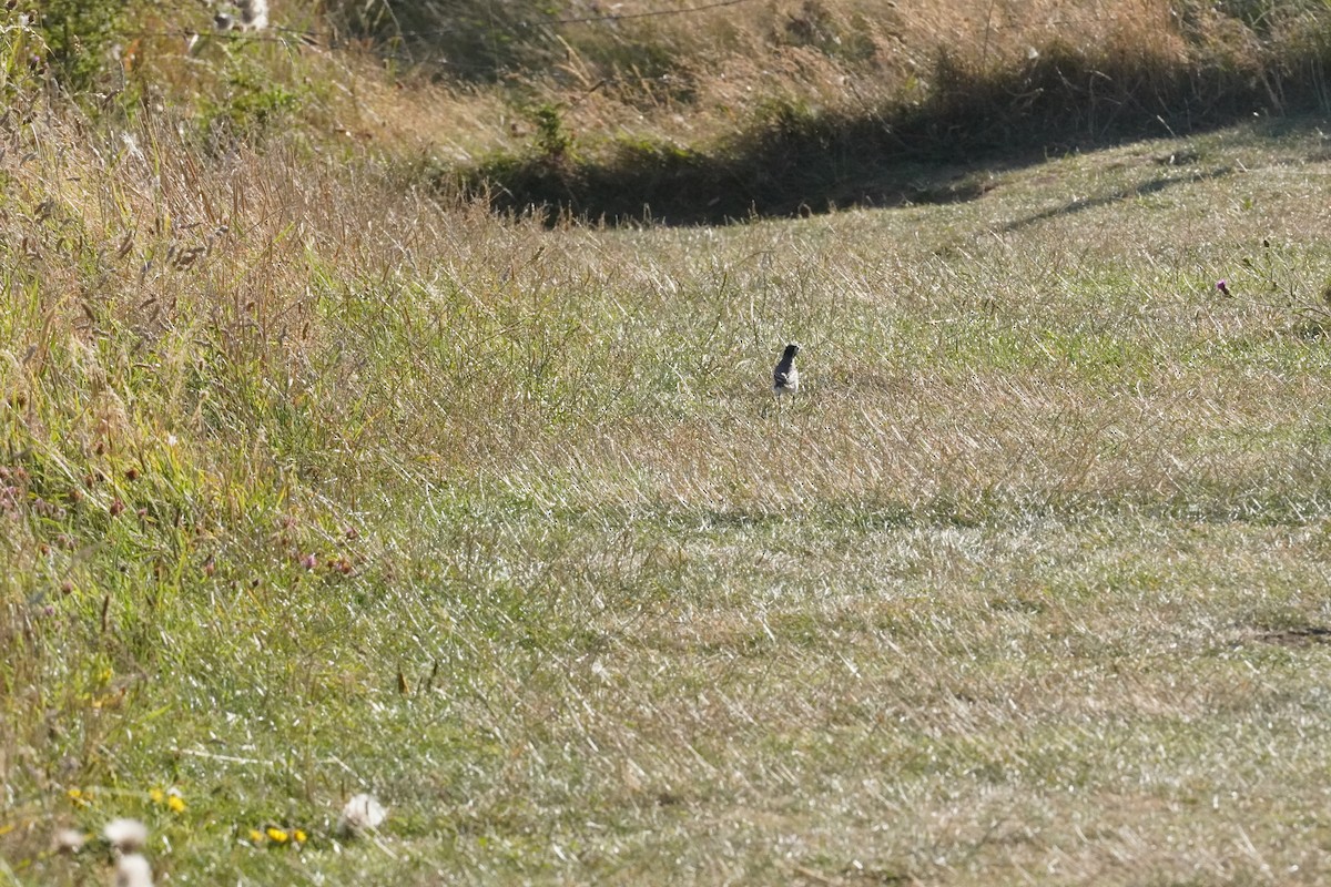 White Wagtail - ML640413315