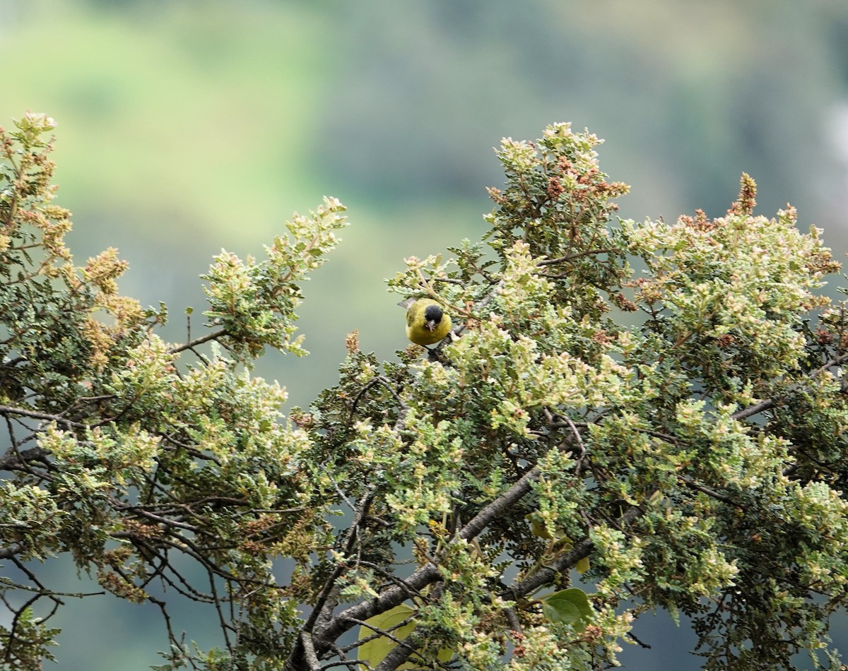 Andean Siskin - ML640413364