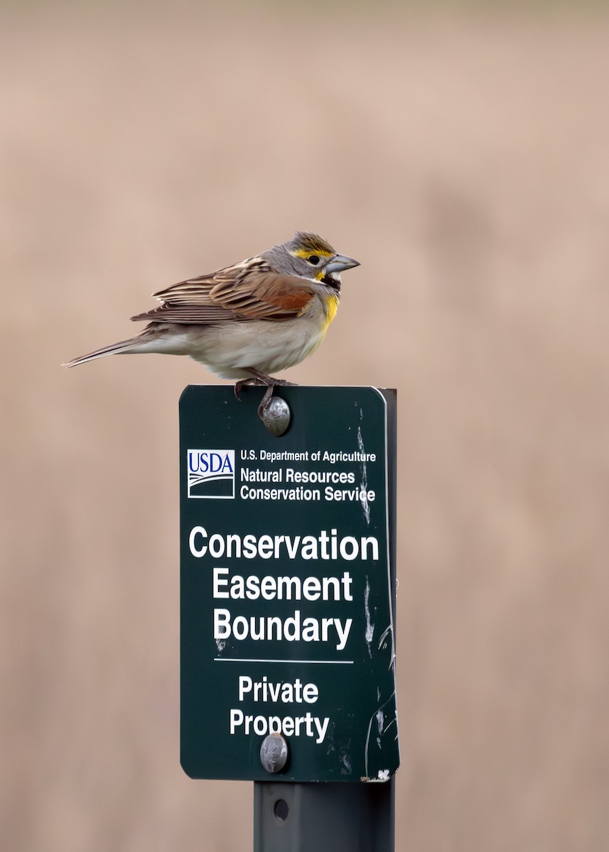 Dickcissel - ML640413378