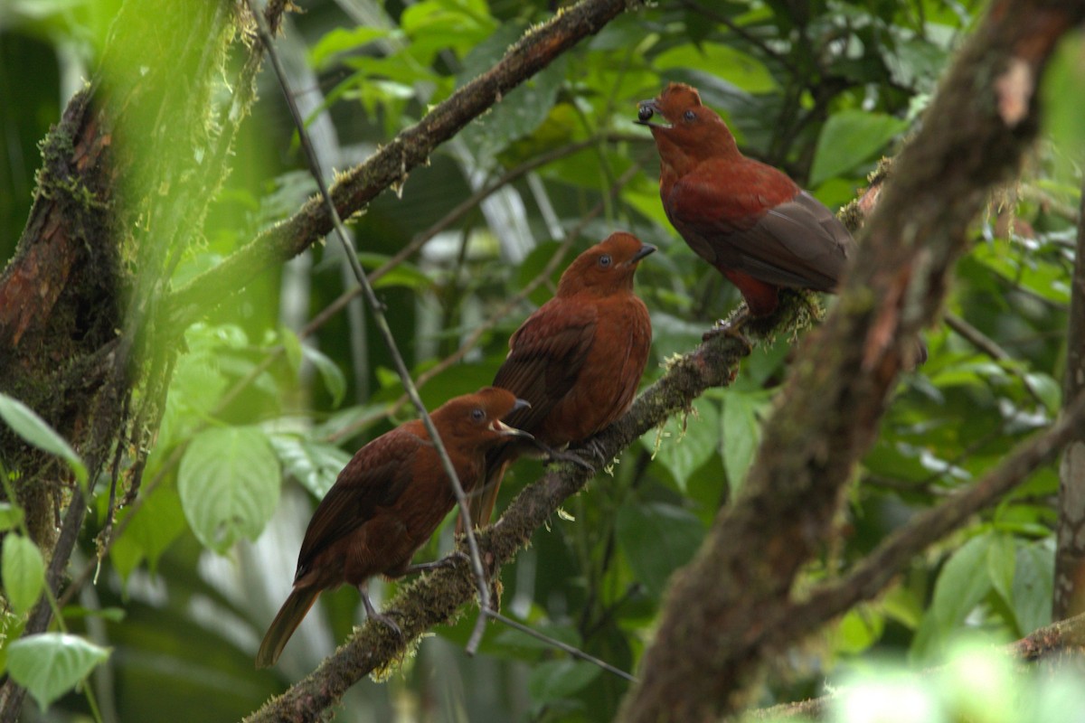 Andean Cock-of-the-rock - ML640413379