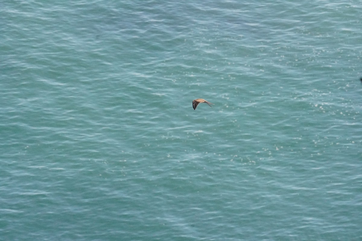 Eurasian Kestrel - ML640413396