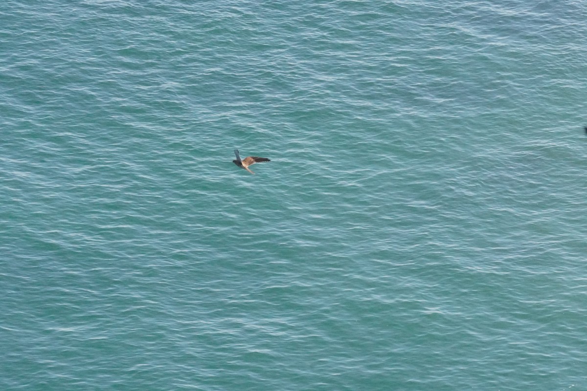 Eurasian Kestrel - ML640413397