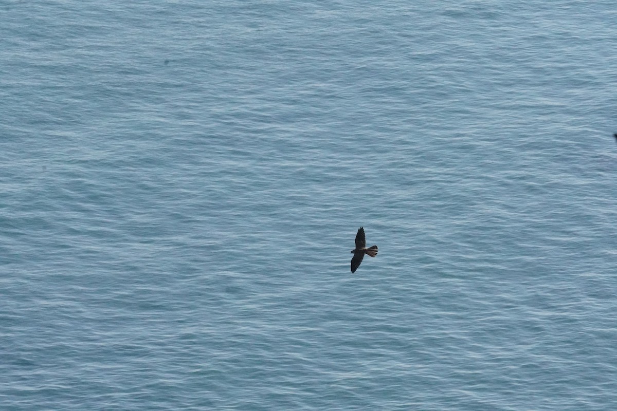 Eurasian Kestrel - ML640413399
