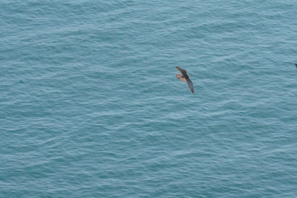 Eurasian Kestrel - ML640413401