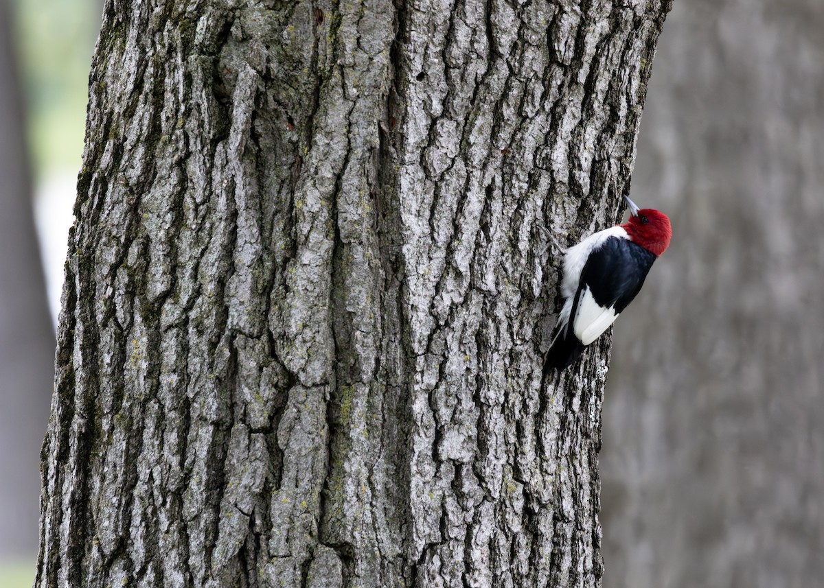 Red-headed Woodpecker - ML640413429