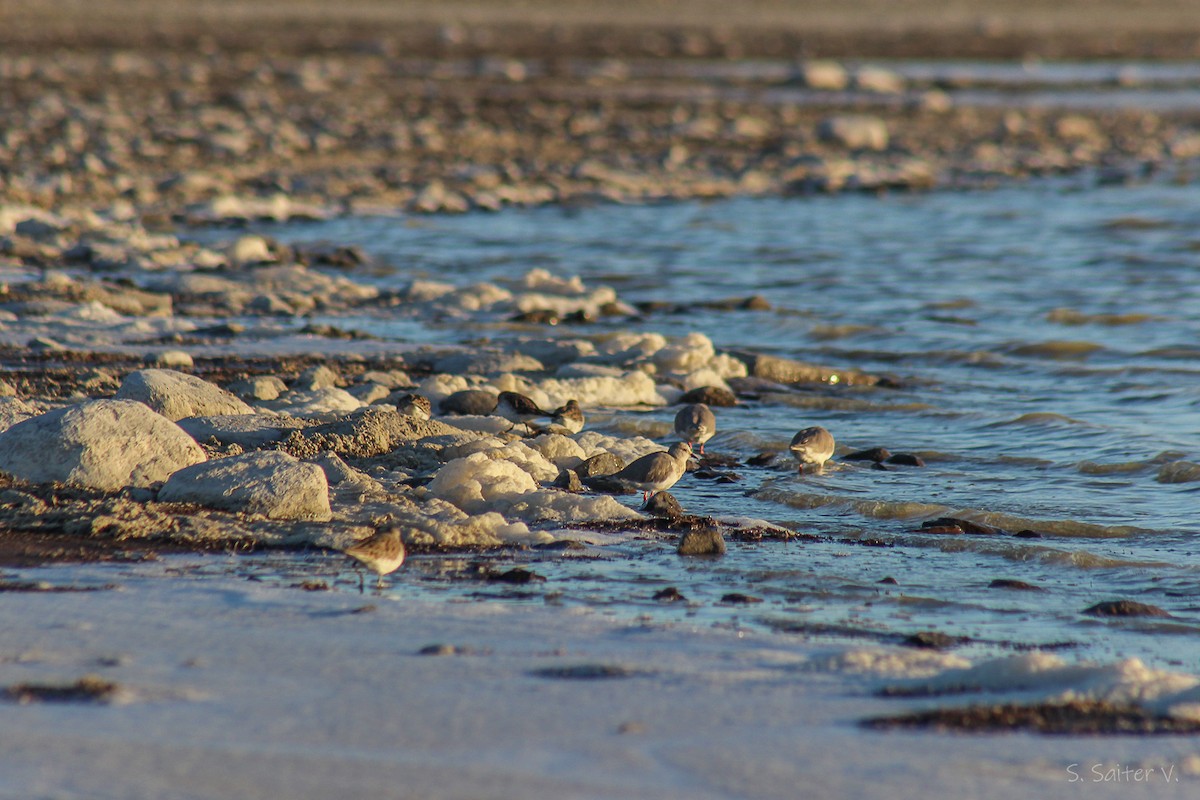 Magellanic Plover - ML640413437