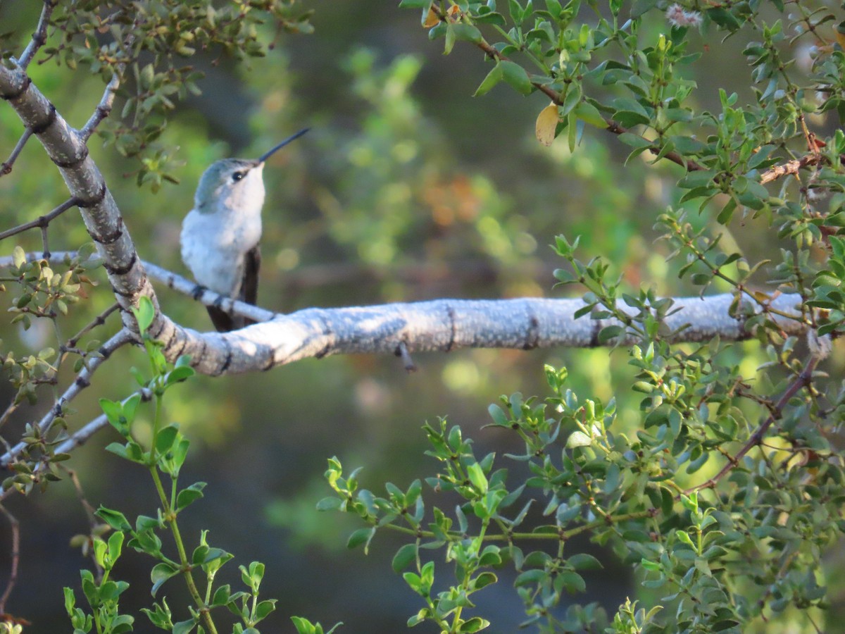 Costa's Hummingbird - ML640413451