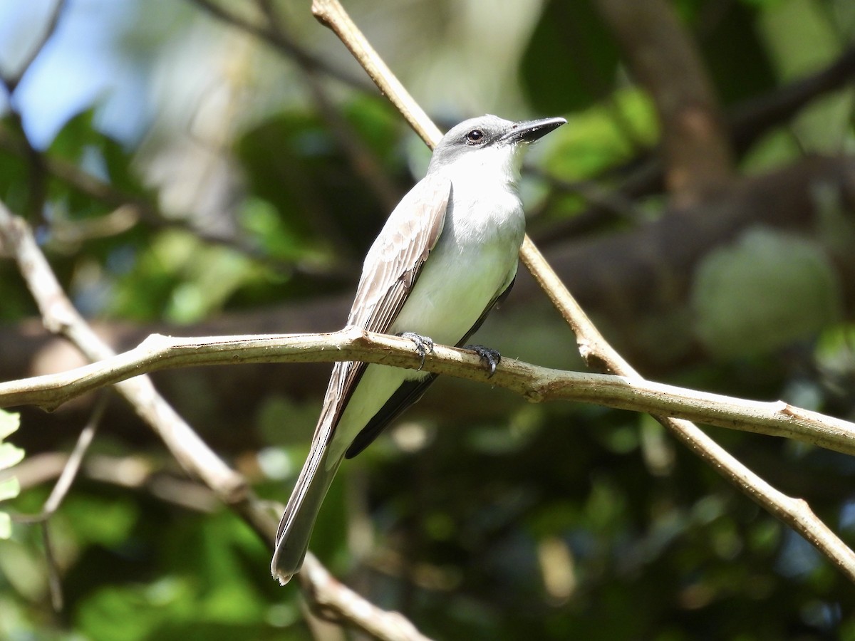 Gray Kingbird - ML640413460