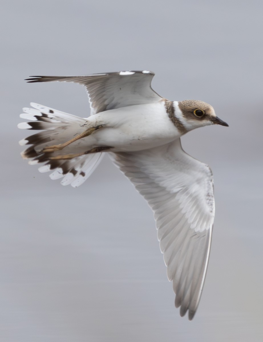 Little Ringed Plover - ML640413470