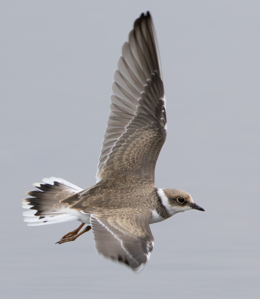Little Ringed Plover - ML640413472
