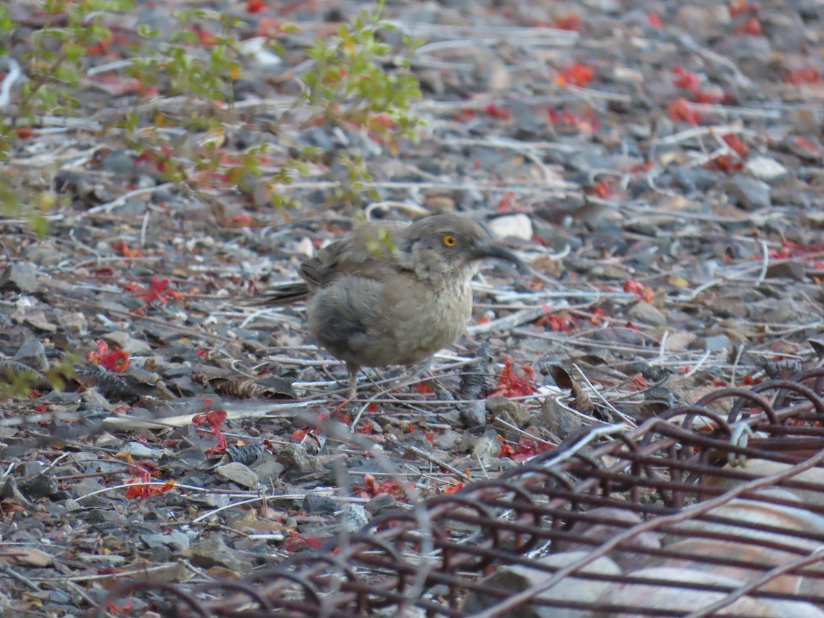 Curve-billed Thrasher - ML640413474