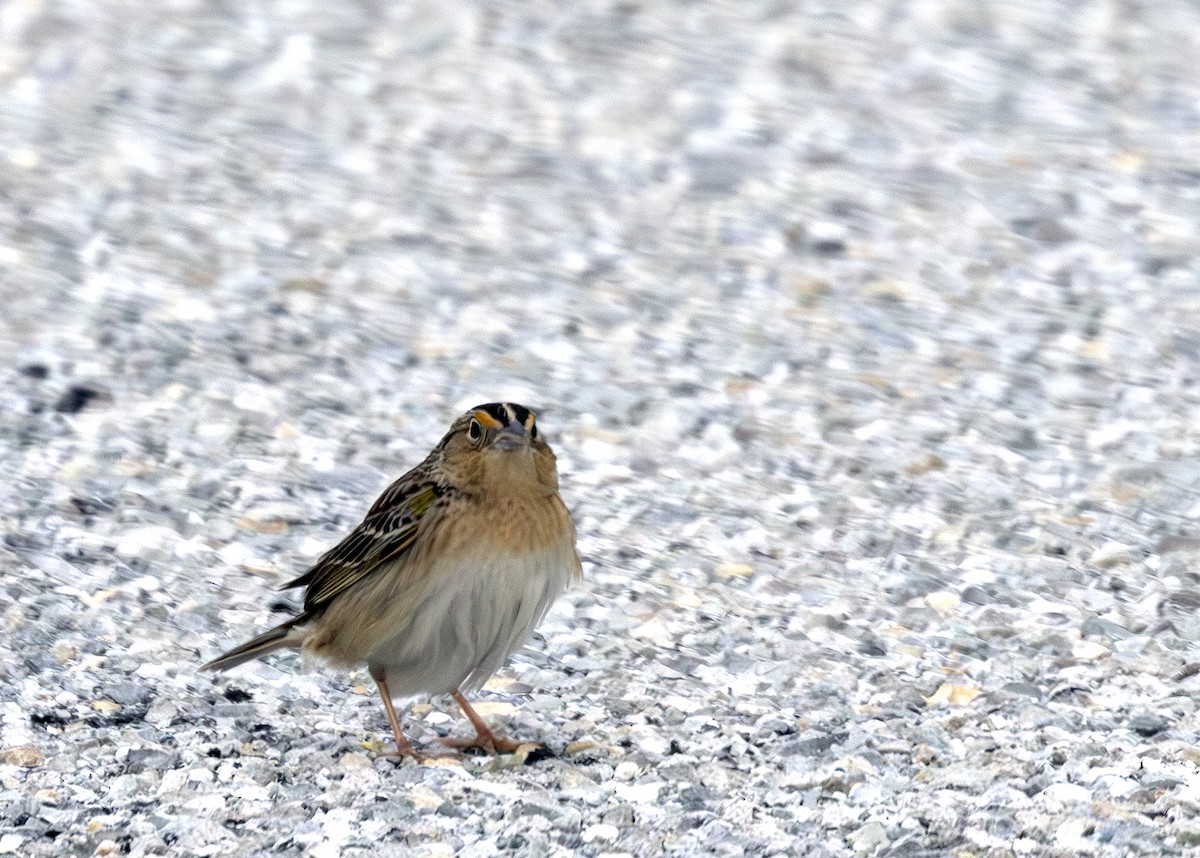 Grasshopper Sparrow - ML640413475