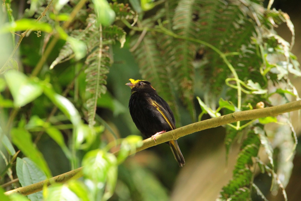 Golden-winged Manakin - ML640413476