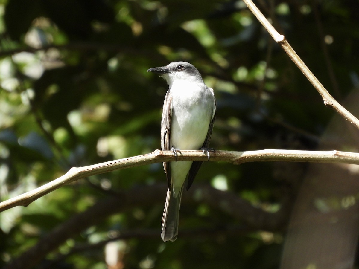 Gray Kingbird - ML640413481