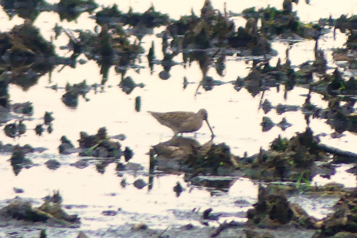 Short-billed Dowitcher - ML640413486