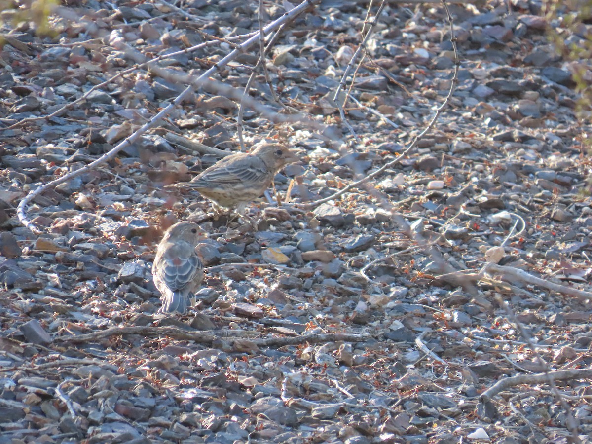 House Finch - ML640413488