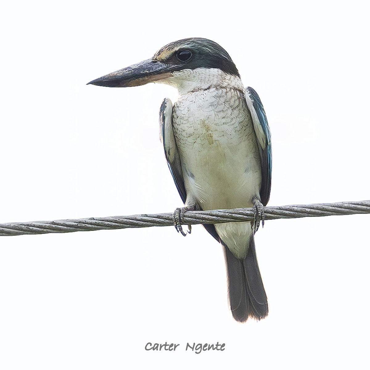 Collared Kingfisher - ML640413490