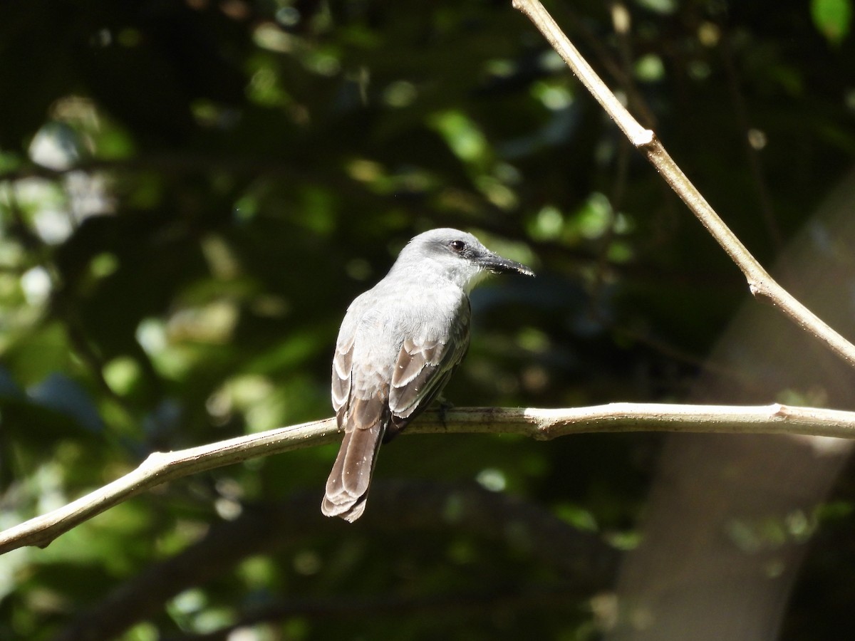 Gray Kingbird - ML640413491