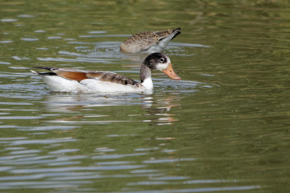 Common Shelduck - ML640413492