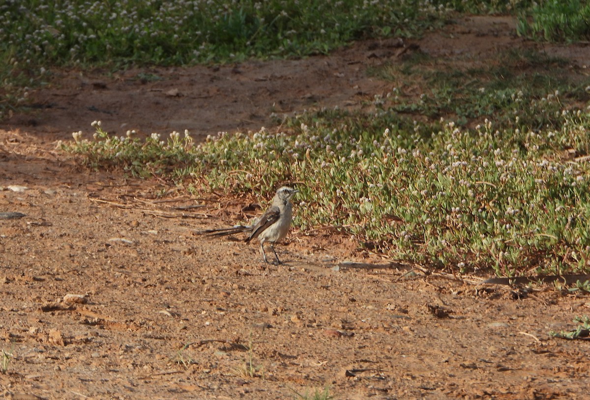 Common Ground Dove - ML640413493