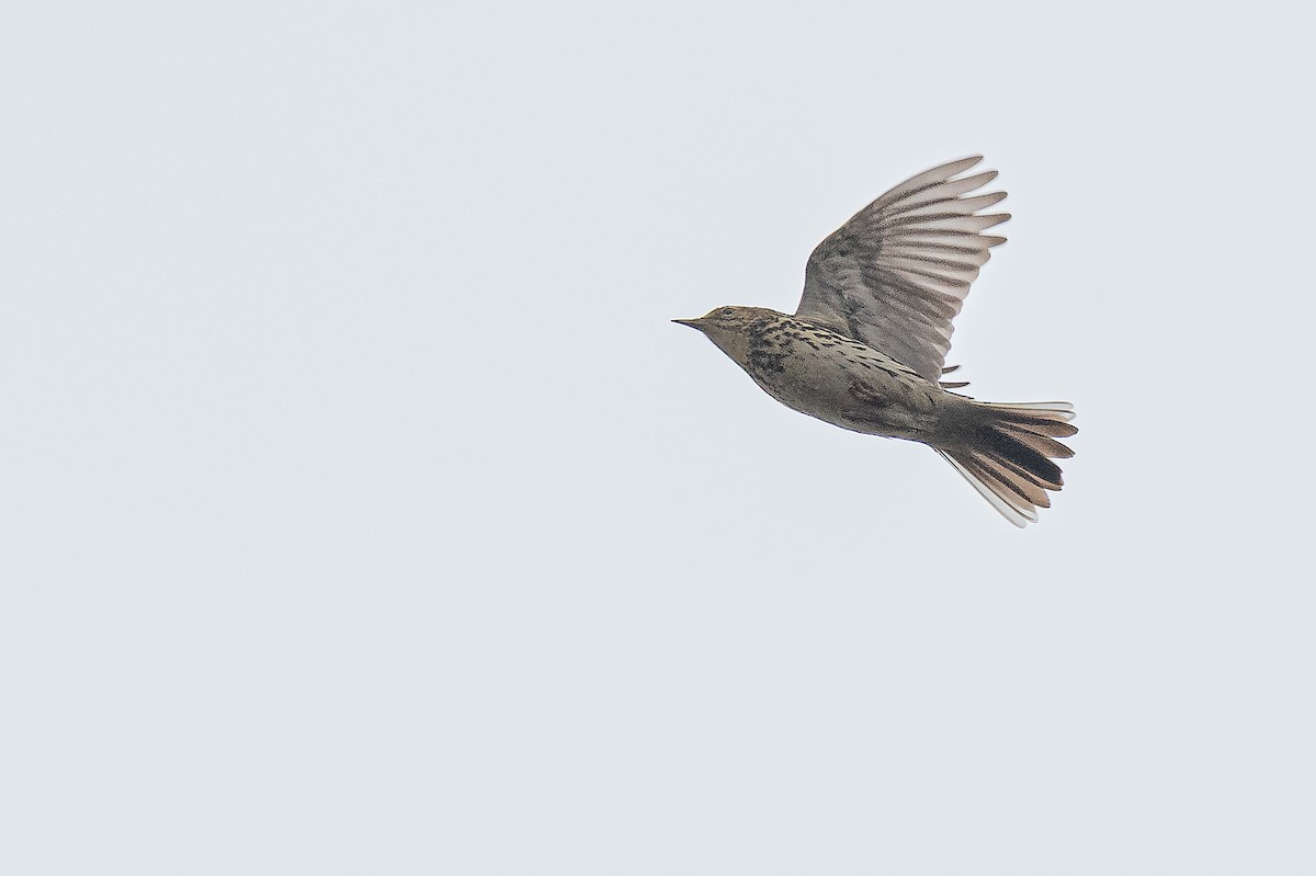 Correndera Pipit - ML640413495