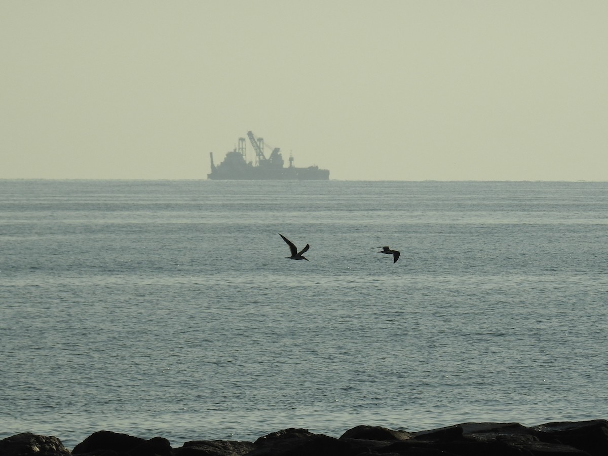 Black Skimmer - ML640413504