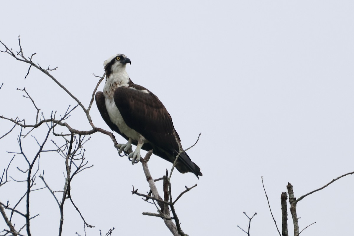 Osprey - ML640413507