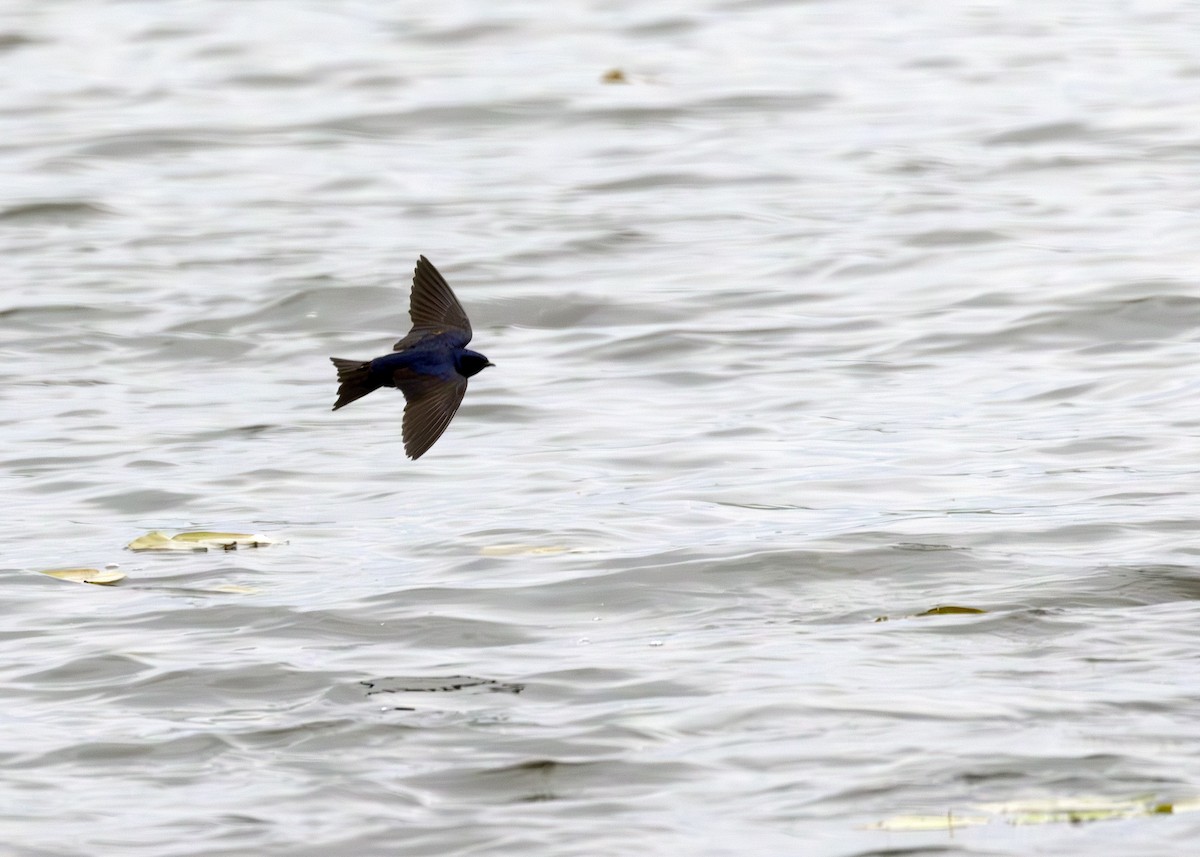 Purple Martin - ML640413515