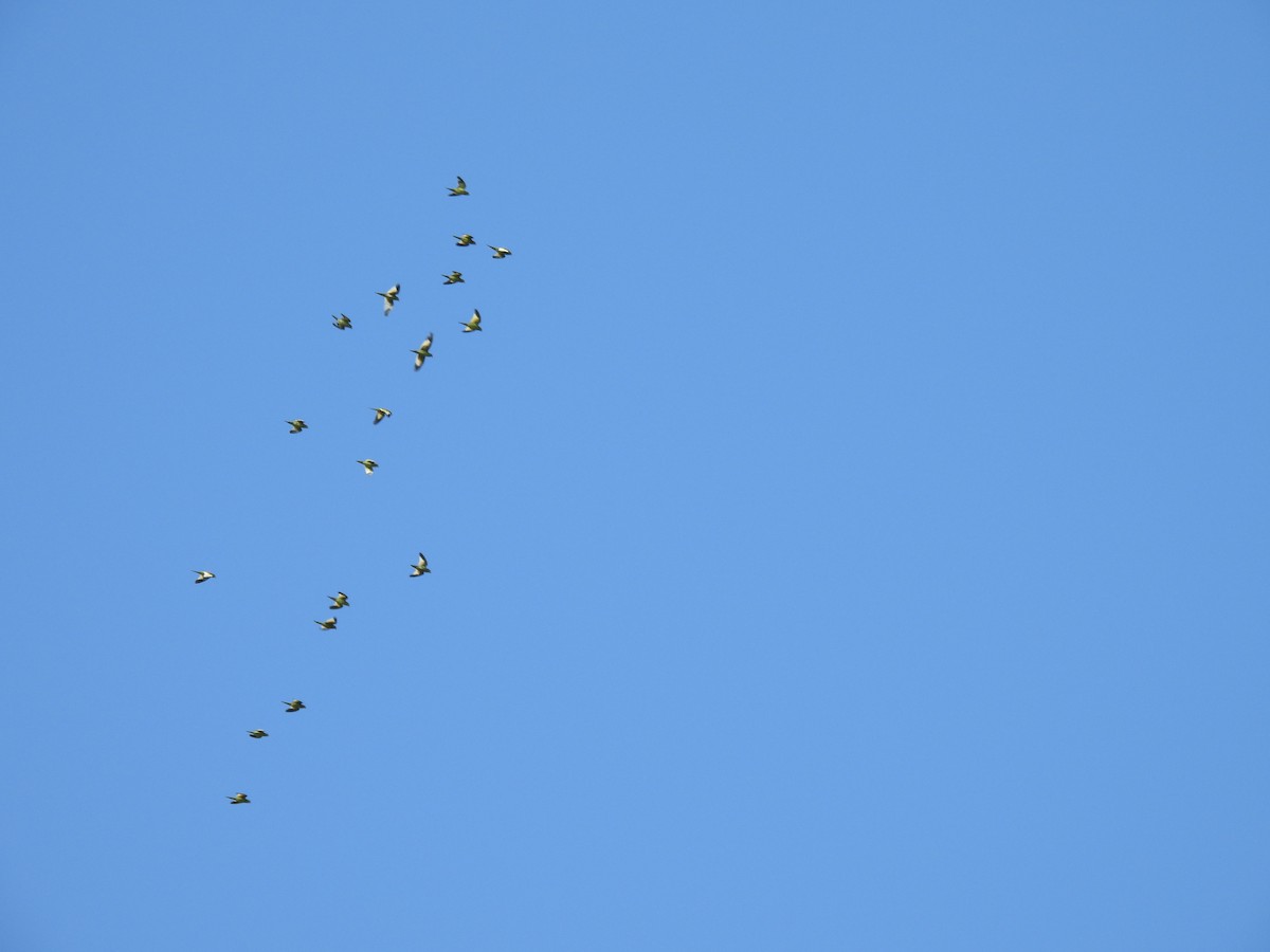 White-winged Parakeet - ML640413535
