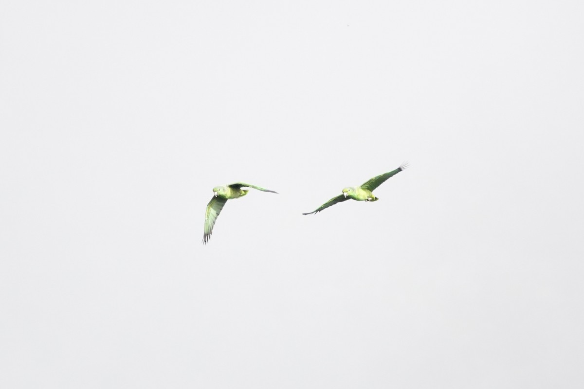 Scaly-naped Amazon - ML640413547