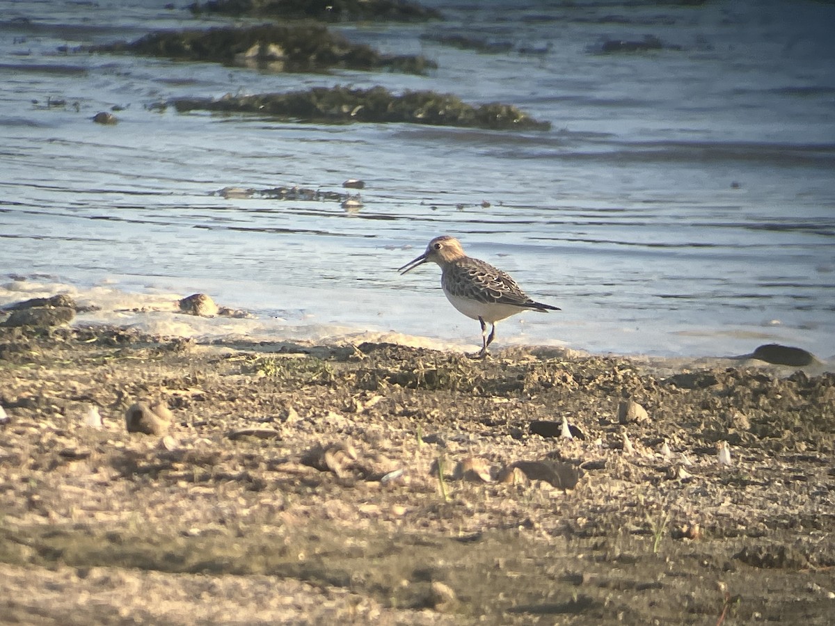 ヒメウズラシギ - ML640413558