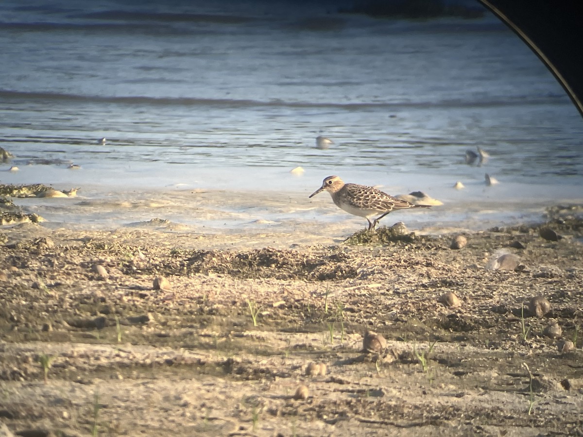 ヒメウズラシギ - ML640413559