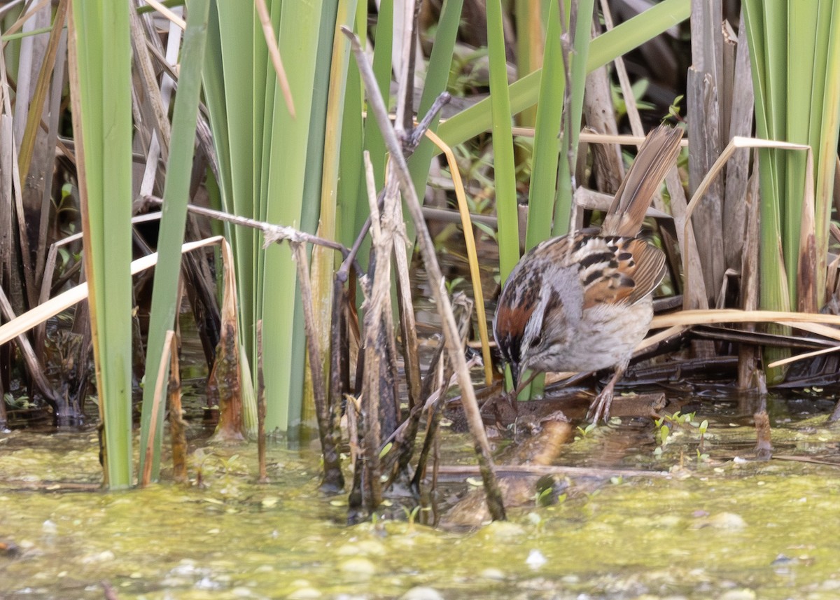 Swamp Sparrow - ML640413563
