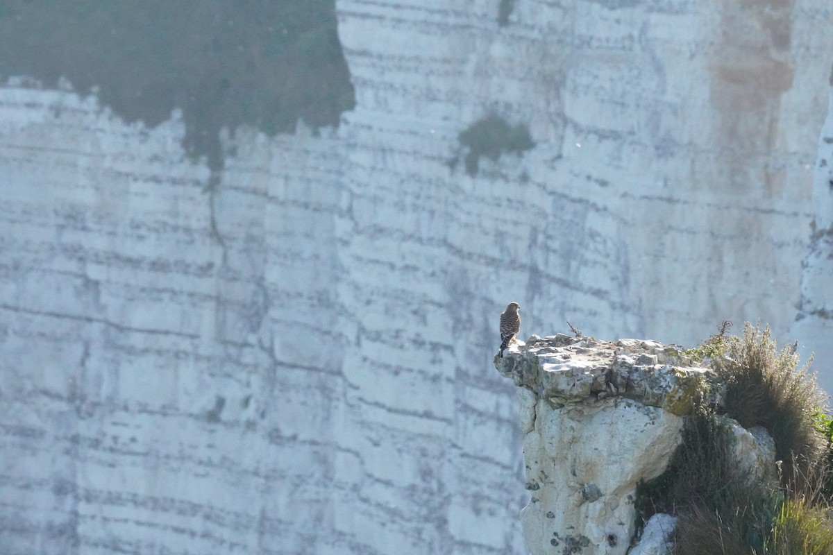 Eurasian Kestrel - ML640413579