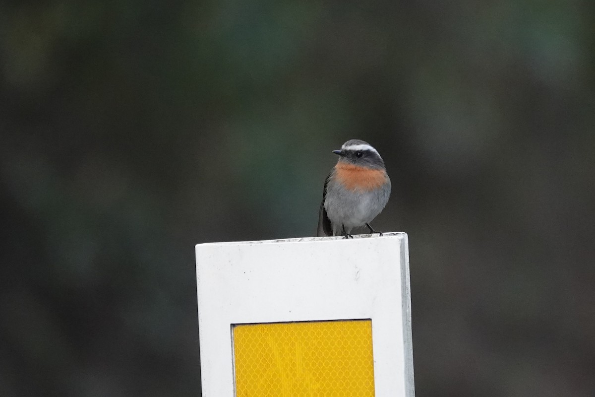 Rufous-breasted Chat-Tyrant - ML640413583