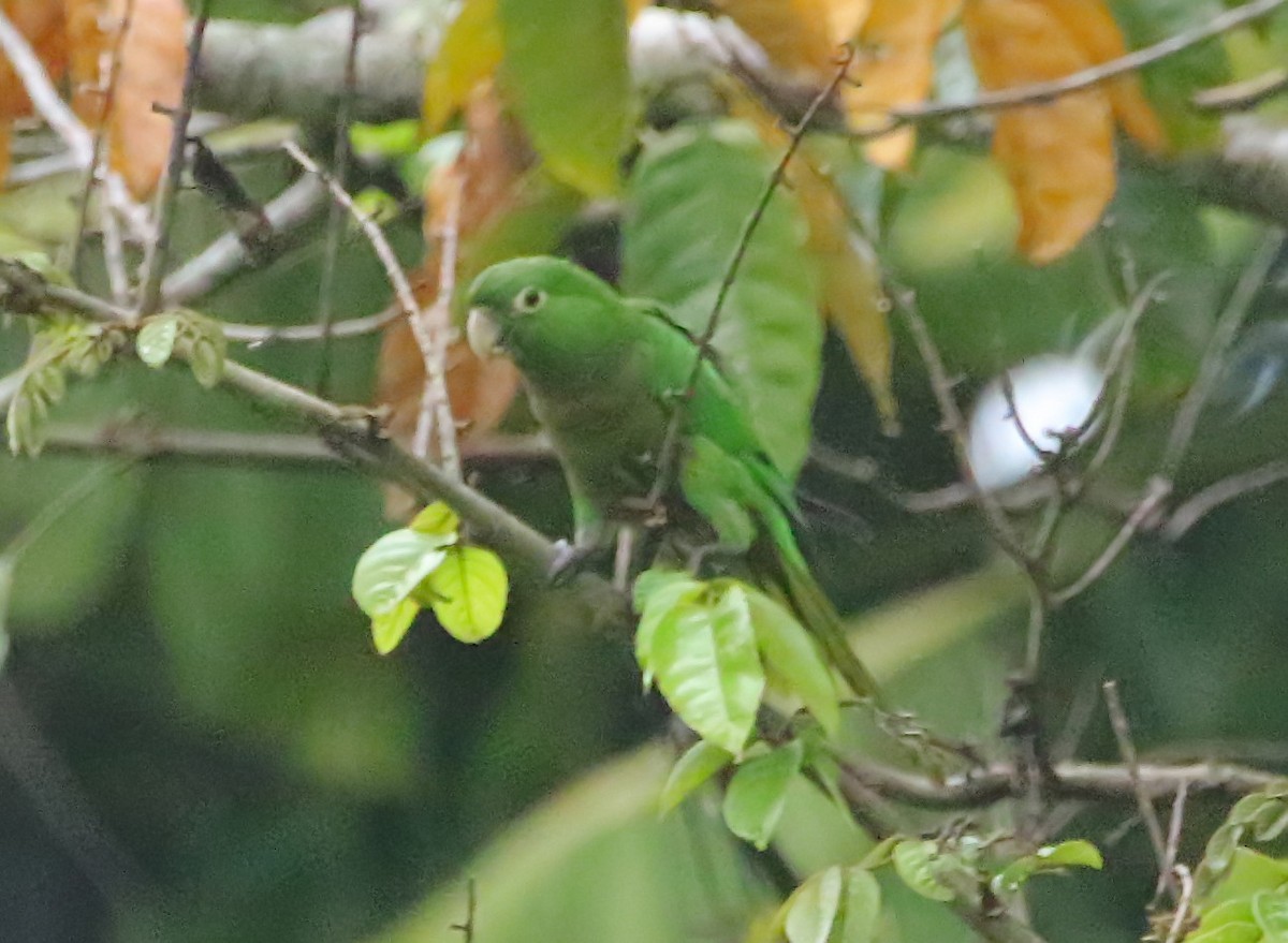Olive-throated Parakeet (Jamaican) - ML640413599