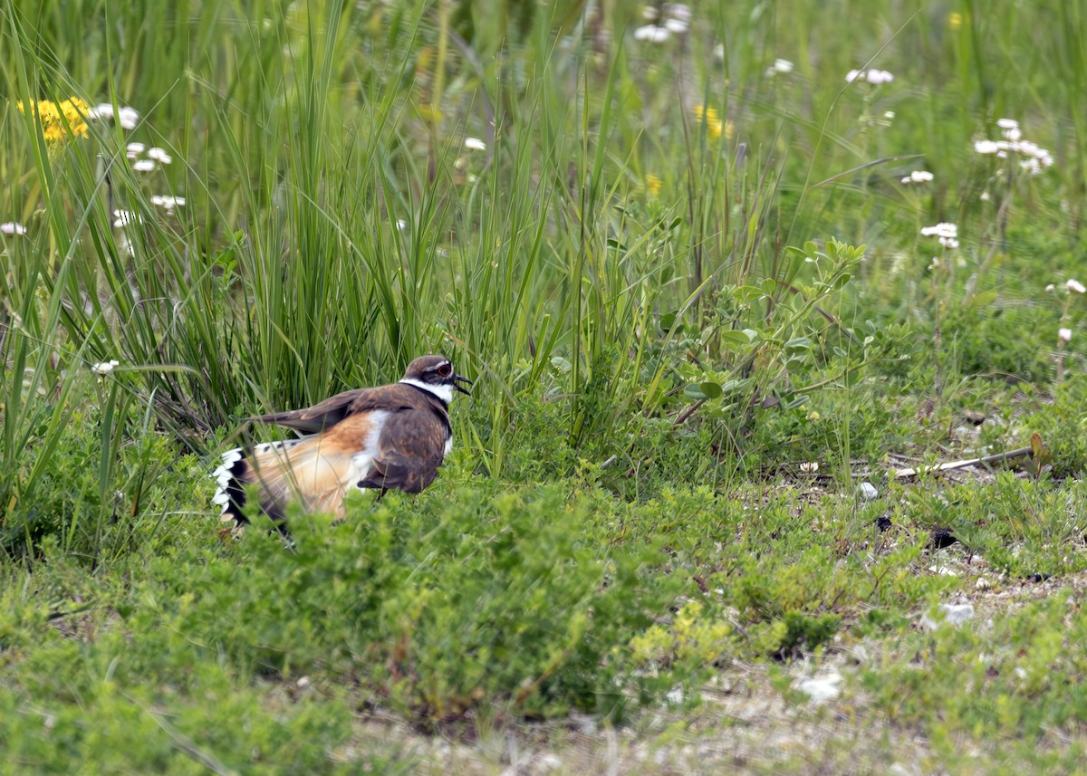 Killdeer - ML640413611
